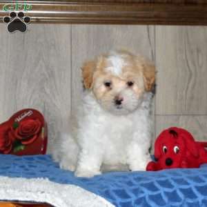 Miniature Poodle Mix Puppies For Sale | Greenfield Puppies