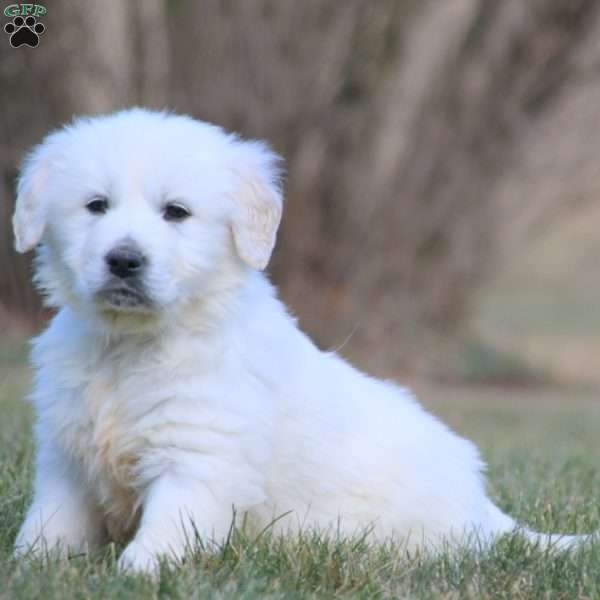 Percy, English Cream Golden Retriever Puppy