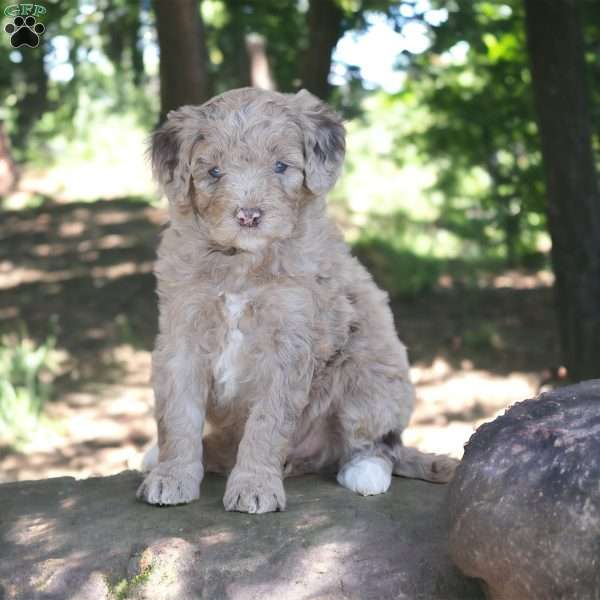 Lexi, Mini Goldendoodle Puppy