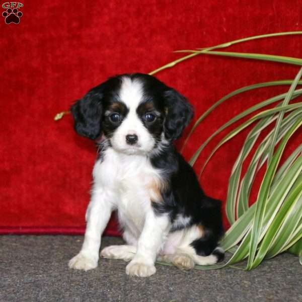 Piper, Cavalier King Charles Spaniel Puppy