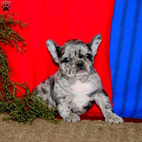Piper, French Bulldog Puppy