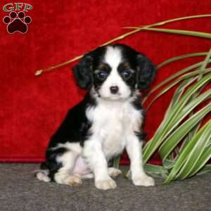 Piper, Cavalier King Charles Spaniel Puppy