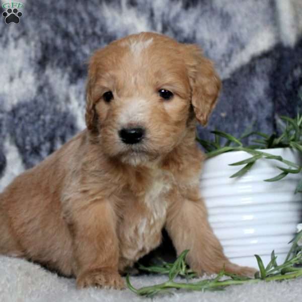 Pippa, Goldendoodle Puppy