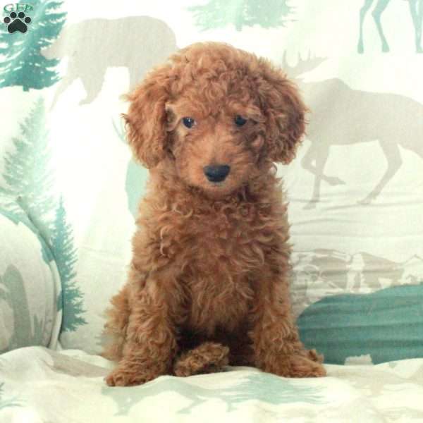 Pippin, Toy Poodle Puppy