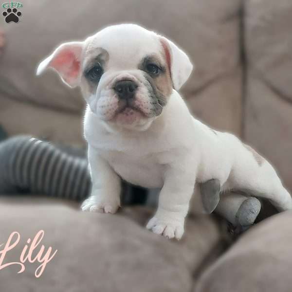 Lily, Beabull Puppy