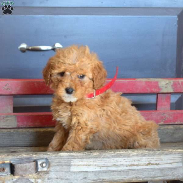 Polly, Mini Goldendoodle Puppy