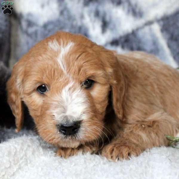 Polly, Goldendoodle Puppy