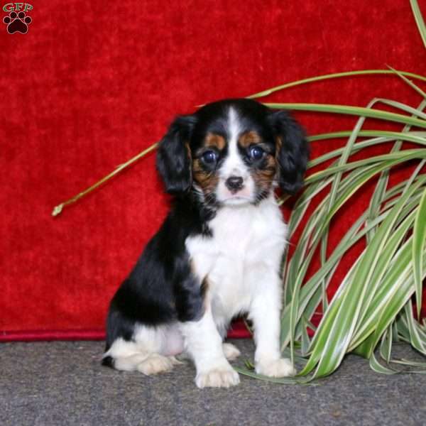 Precious, Cavalier King Charles Spaniel Puppy