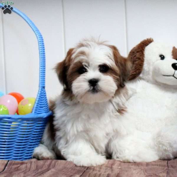Preston, Teddy Bear Puppy