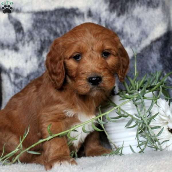 Puddles, Goldendoodle Puppy