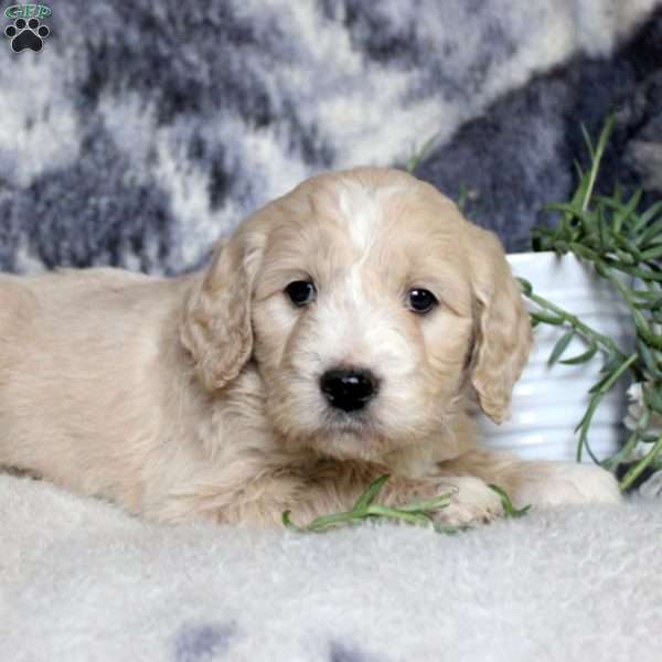 Puffin, Goldendoodle Puppy