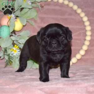 Chocolate pug 2024 for sale