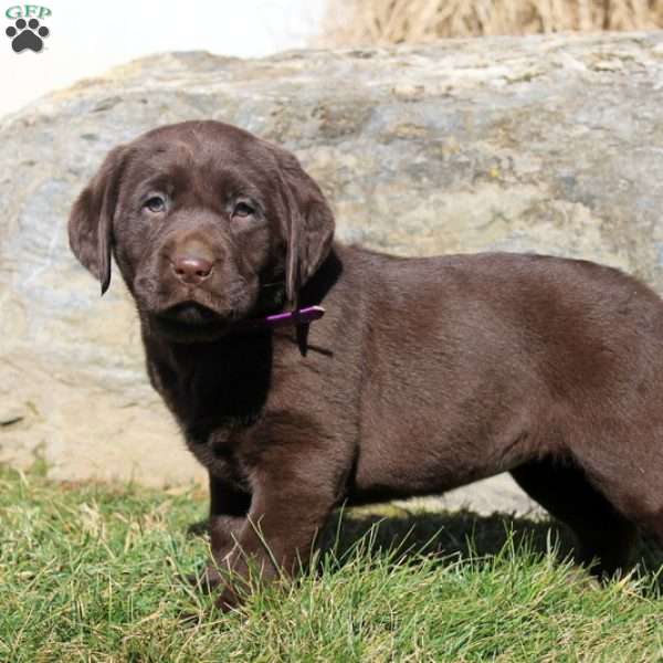 Rachel, Chocolate Labrador Retriever Puppy
