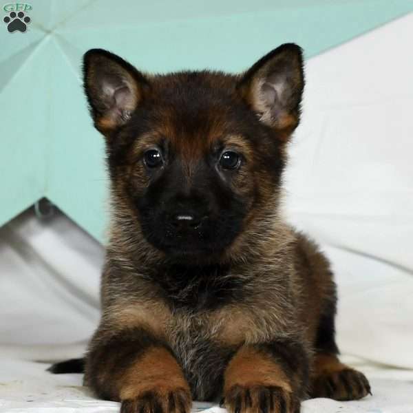 Rachel, German Shepherd Puppy