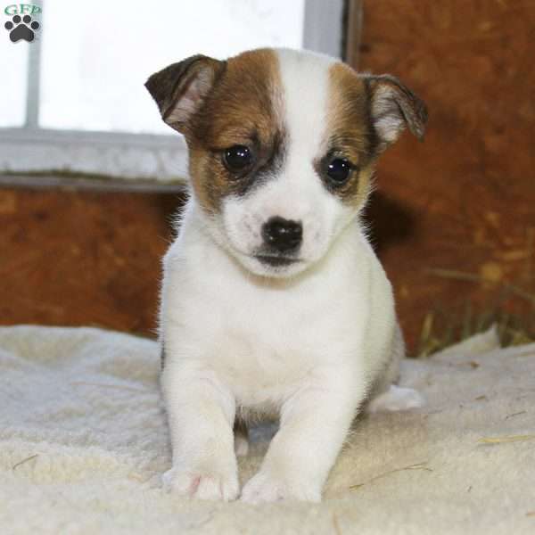 Rainbow - Jack-A-Ranian Puppy For Sale in New York