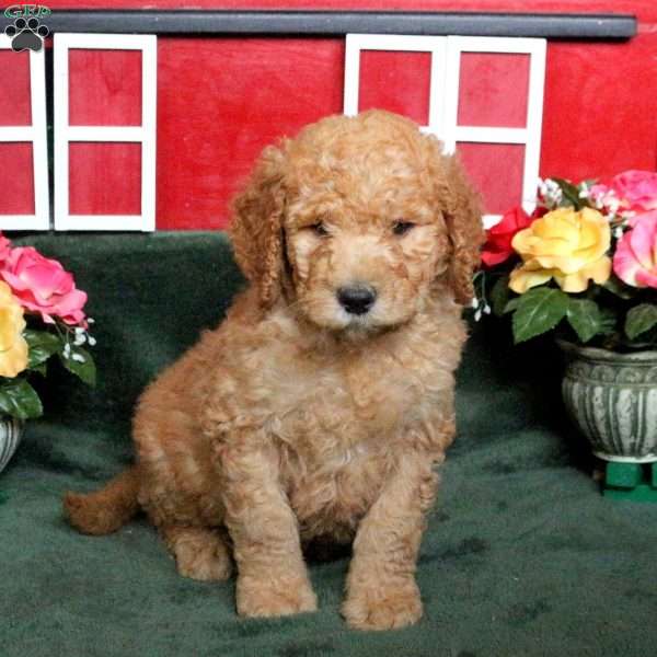 Randy, Goldendoodle Puppy