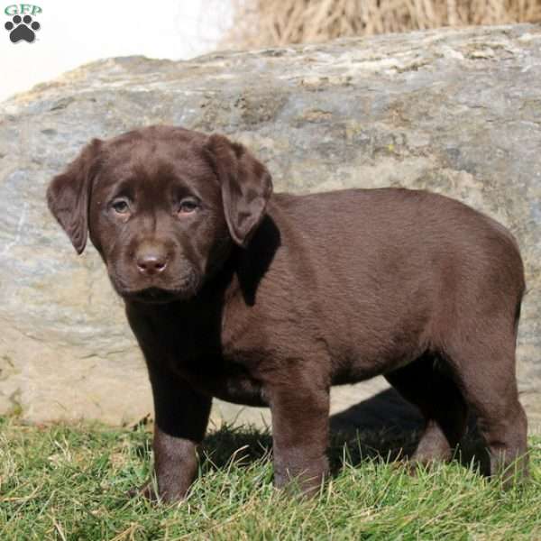 Reba, Chocolate Labrador Retriever Puppy