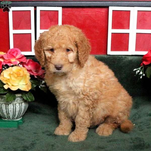 Reed, Goldendoodle Puppy
