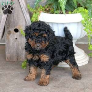 Miniature poodles clearance for sale