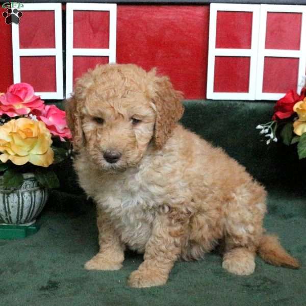 Reese, Goldendoodle Puppy