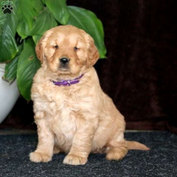Reese, Golden Retriever Puppy