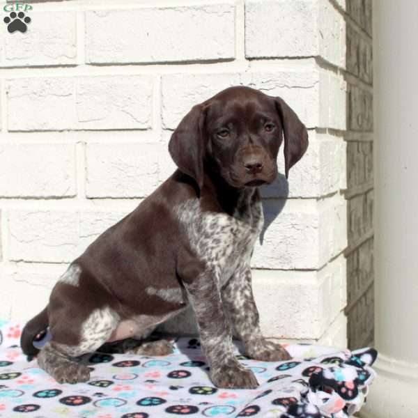 Remi, German Shorthaired Pointer Puppy