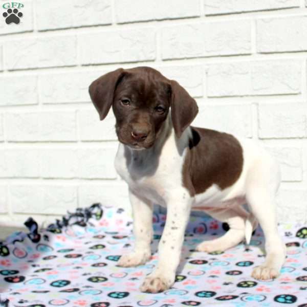 Renee, German Shorthaired Pointer Puppy