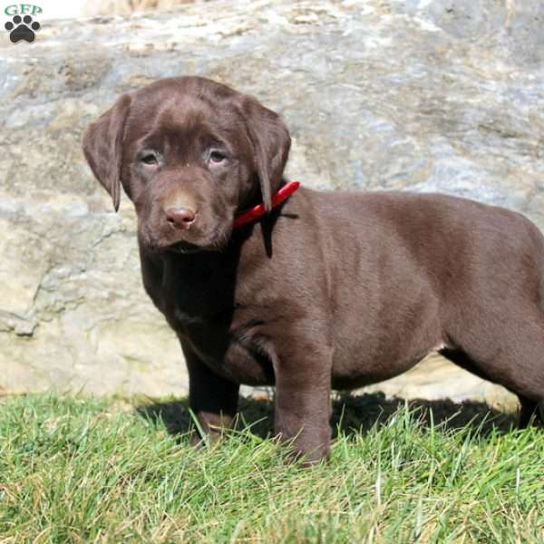 Rhea, Chocolate Labrador Retriever Puppy