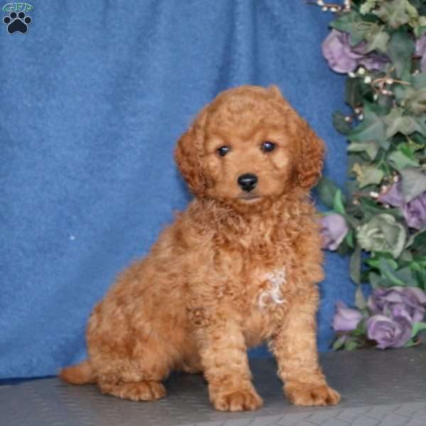 Ricky, Mini Goldendoodle Puppy