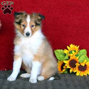 Summerbrook shelties deals