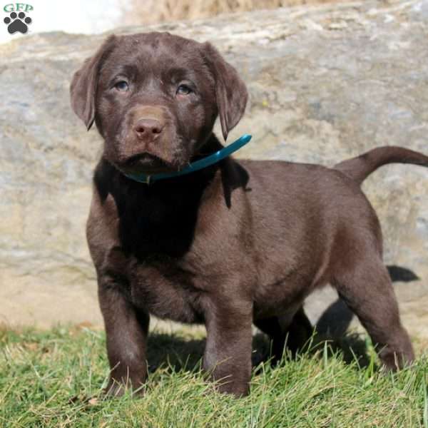 Rico, Chocolate Labrador Retriever Puppy