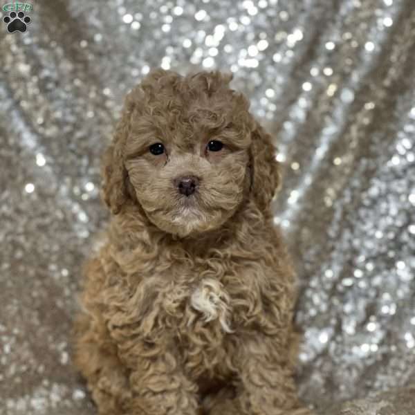Rico, Mini Goldendoodle Puppy
