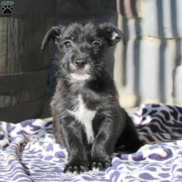 Riley, Jack Russell Mix Puppy