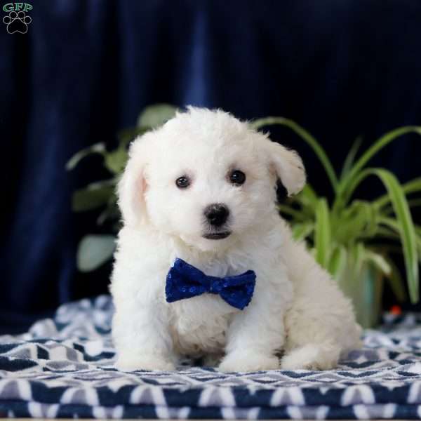 Riley, Cavachon Puppy