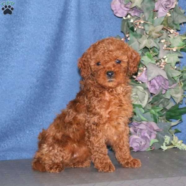 Rilynn, Mini Goldendoodle Puppy