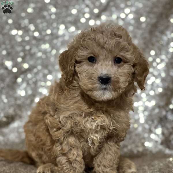 Ringo, Mini Goldendoodle Puppy