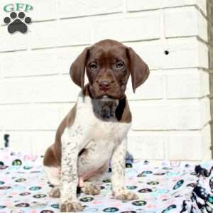 German shorthaired pointer poodle mix puppies hot sale for sale