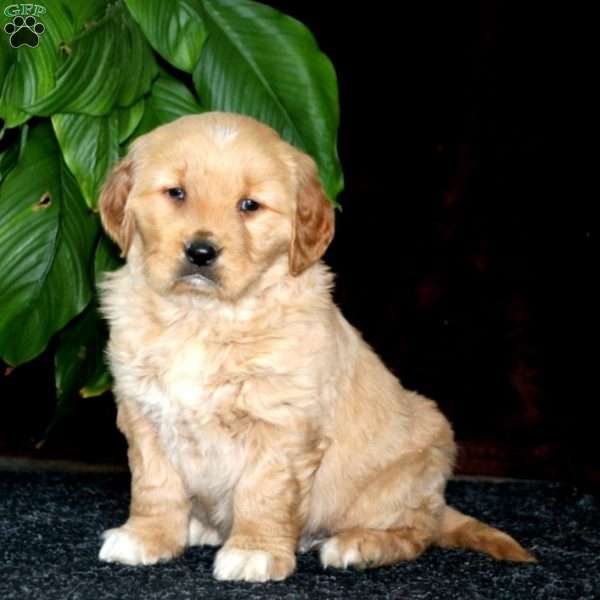 Rookie, Golden Retriever Puppy