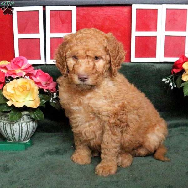 Rory, Goldendoodle Puppy