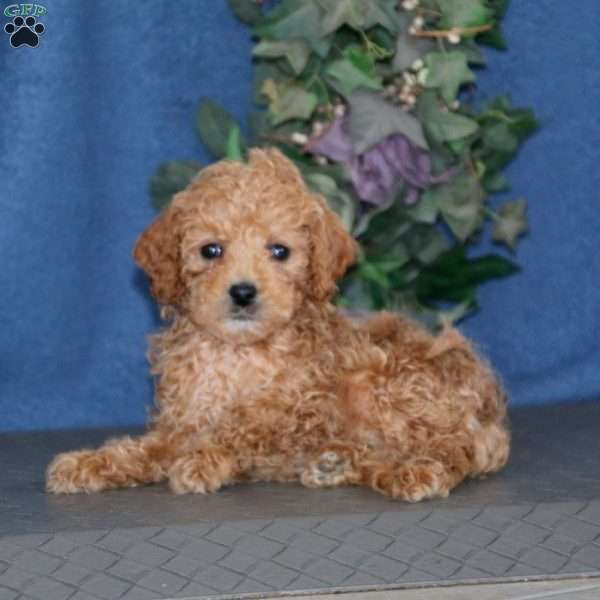 Rosa, Mini Goldendoodle Puppy