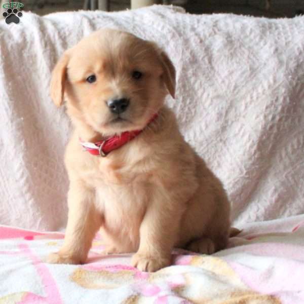 Rosebud, Golden Retriever Puppy
