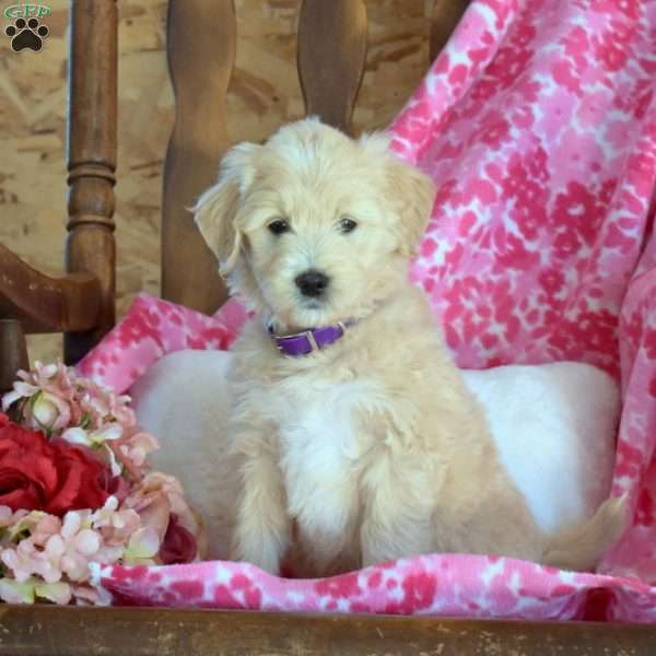 Rosemary, Mini Goldendoodle Puppy