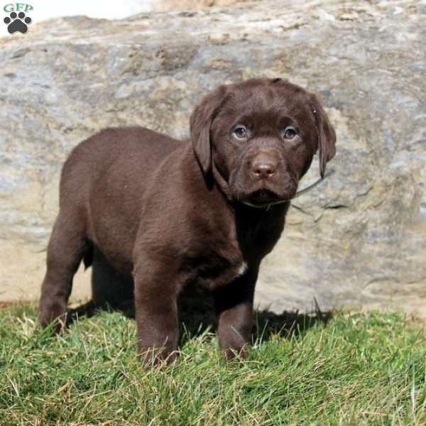 Rosie, Chocolate Labrador Retriever Puppy