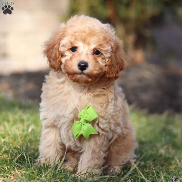 Rover, Miniature Poodle Puppy