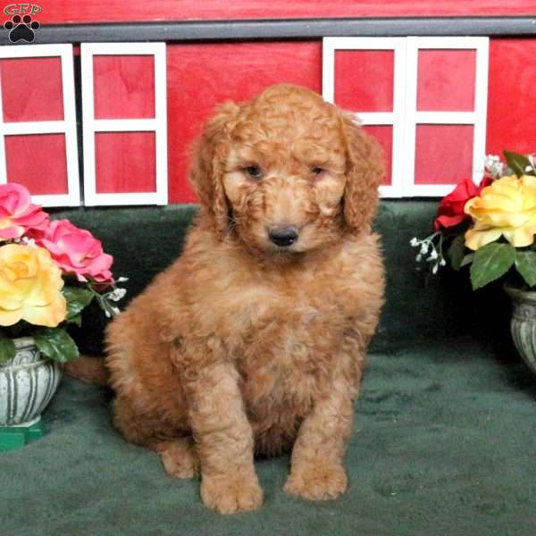 Rover, Goldendoodle Puppy