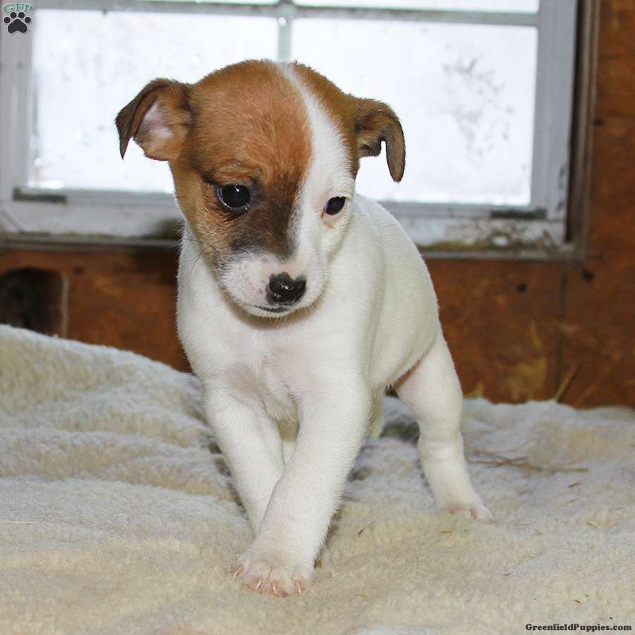 Roxy - Jack-A-Ranian Puppy For Sale in New York