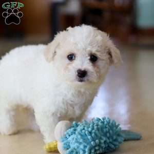 Ruby, Cavachon Puppy