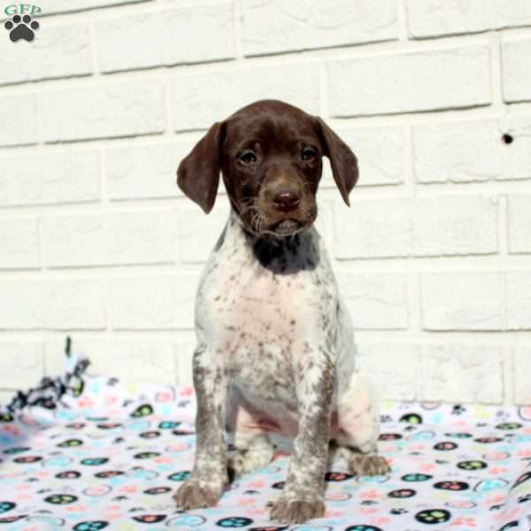 Ruby, German Shorthaired Pointer Puppy