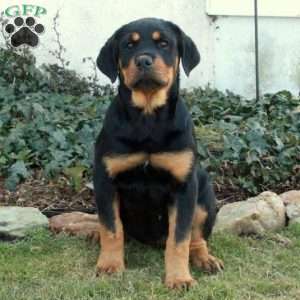 Rottweiler Puppies For Sale - Greenfield Puppies
