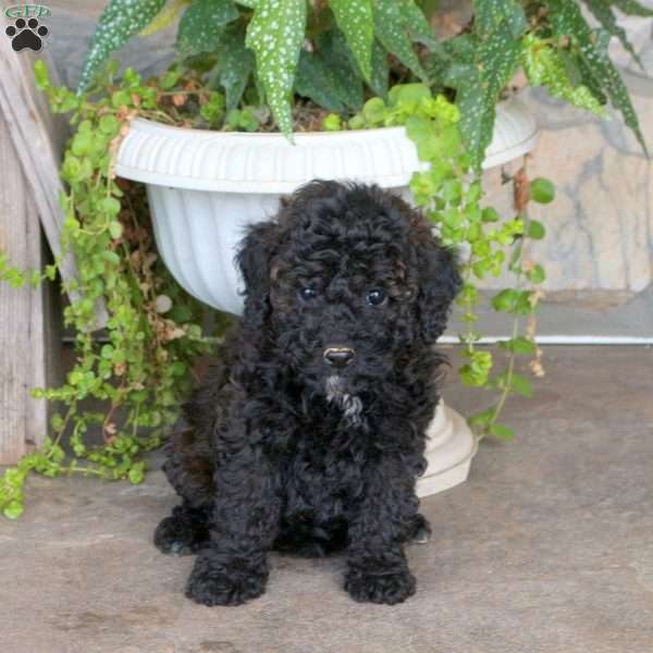 Ruby, Miniature Poodle Puppy
